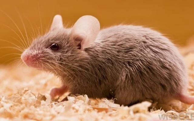 Bitten by Mouse